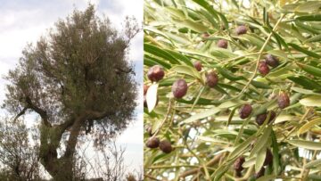 Blog Prendersi Cura Pianto di Olivo